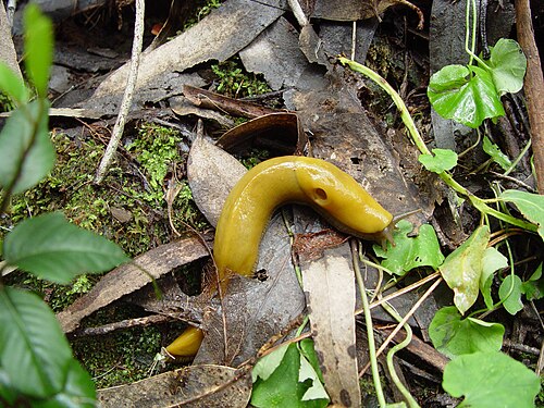 Banana Slug