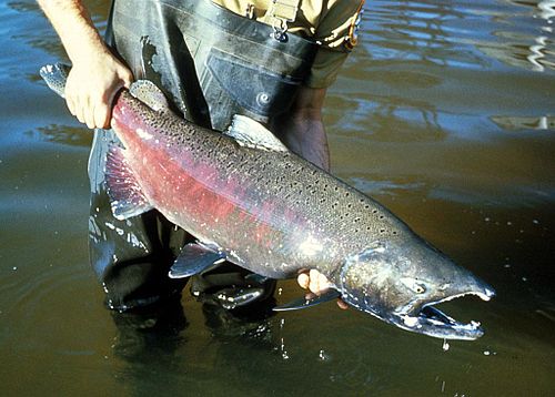 Pacific Salmon (Chinook)