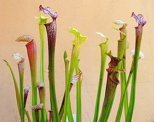 Pitcher Plant
