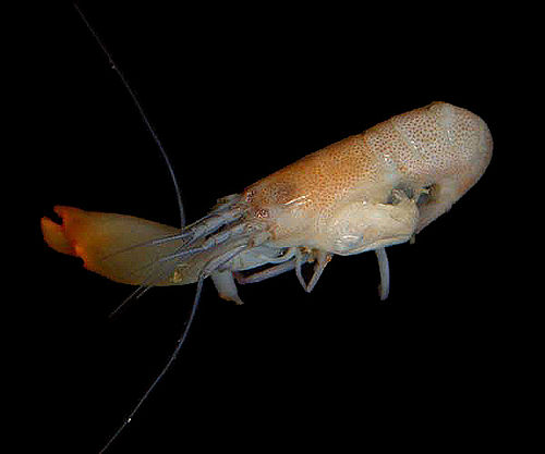 Pistol Shrimp