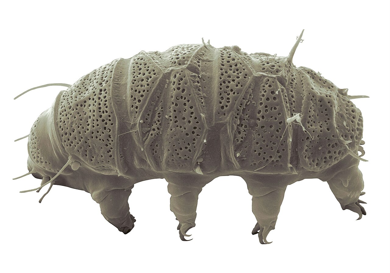 Tardigrade (Water Bear)