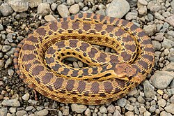 Pacific Gopher Snake