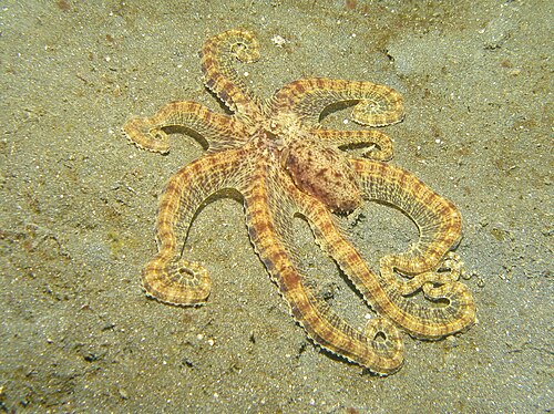 Mimic Octopus